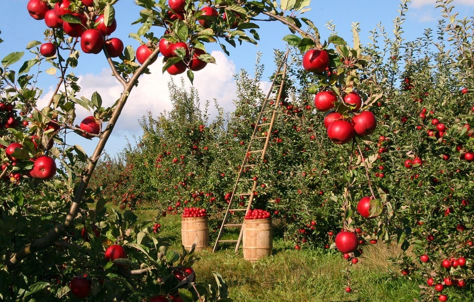 Food is lost at each step of the “food supply chain”. Loses occur during production, harvesting, handling, storage, processing, distribution and even during consumption.