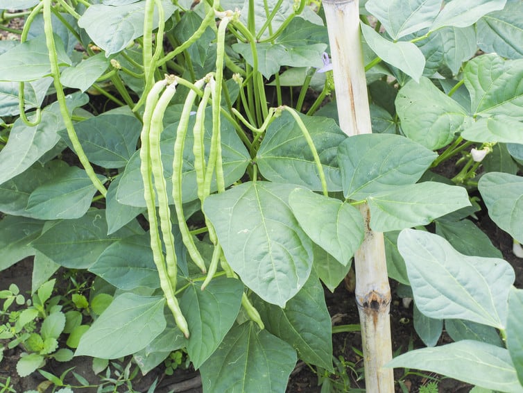 Cowpea, a nutritional food, is mostly consumed by small-holder farmers in South Africa. Shutterstock